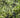 Epidote Stone: History, Formation, & Metaphysical Properties