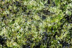Epidote Stone: History, Formation, & Metaphysical Properties