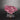 Rhodochrosite – Pink Chip Crystal Cluster from China