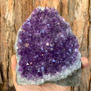 12.5cm 746g Amethyst Cluster from Uruguay