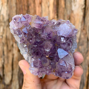 8.5cm 264g Amethyst Cluster from Uruguay
