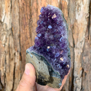 10.5cm 626g Amethyst Cluster from Uruguay