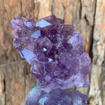 10.5cm 442g Amethyst Cluster from Uruguay