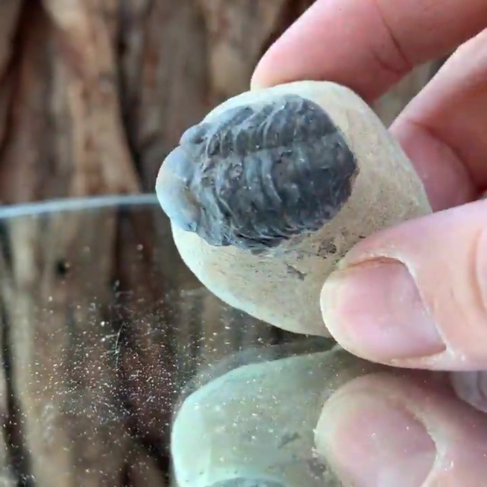 4cm 60g Trilobite Fossil in Cement Matrix from Morocco
