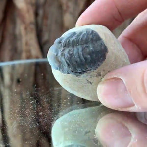 4cm 60g Trilobite Fossil in Cement Matrix from Morocco
