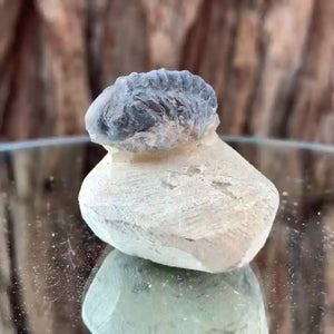 4cm 60g Trilobite Fossil in Cement Matrix from Morocco