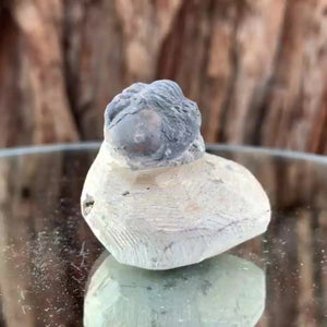 4cm 60g Trilobite Fossil in Cement Matrix from Morocco