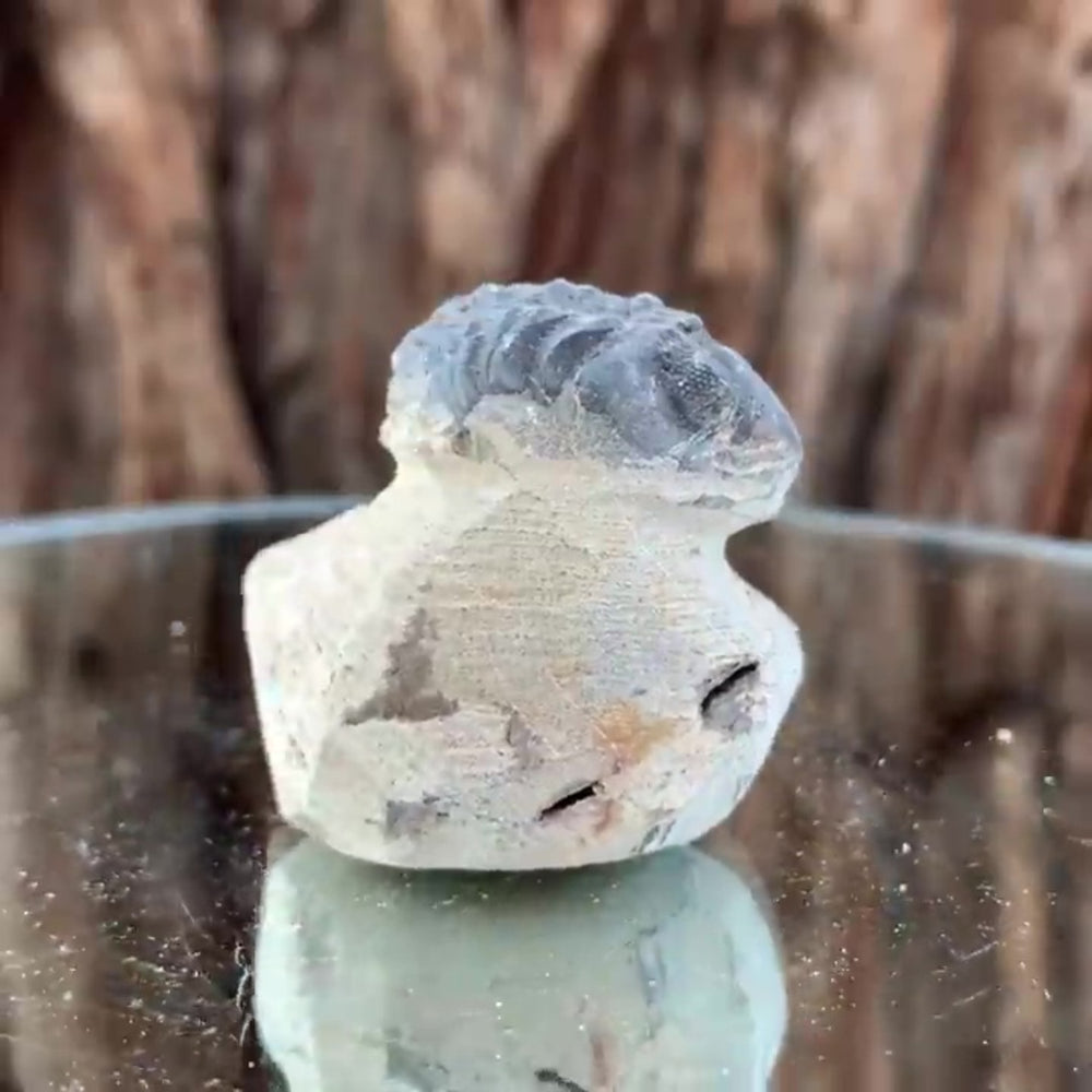 4cm 60g Trilobite Fossil in Cement Matrix from Morocco