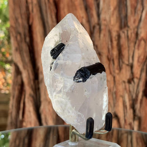 8.5cm 160g Black Tourmaline w/ Himalayan Clear Quartz from Gon Mine, Nid, Shigar District, Gilgit-Baltistan, Pakistan