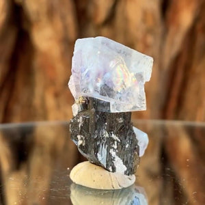 3.6cm 28g Wolframite & Fluorite from Yaogangxian Mine, Hunan, China