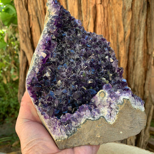16.5cm 2.27kg Amethyst Cluster from Uruguay