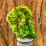 4.3cm 31g Autunite from Nanjingqiao Mine, Yueyang, Hunan Province, China