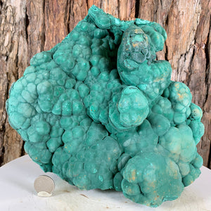 24.5cm 6.55kg Botryoidal Malachite from Sepon Mine, Laos