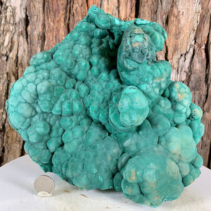 
            
                Load image into Gallery viewer, 24.5cm 6.55kg Botryoidal Malachite from Sepon Mine, Laos
            
        