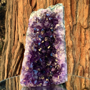 16.5cm 1.41kg Amethyst Cluster from Uruguay
